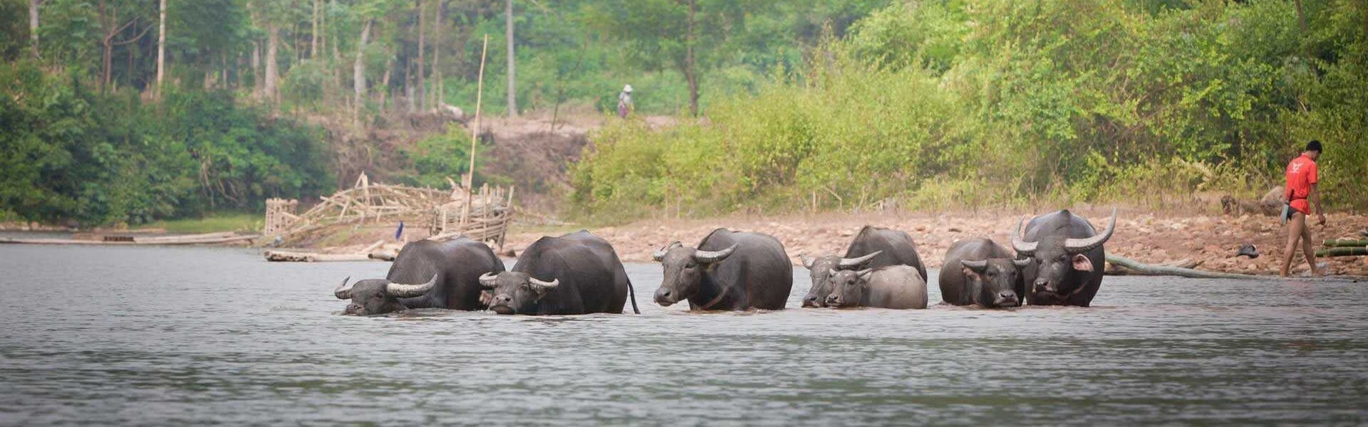 Water Buffalos in Muang La, Laos